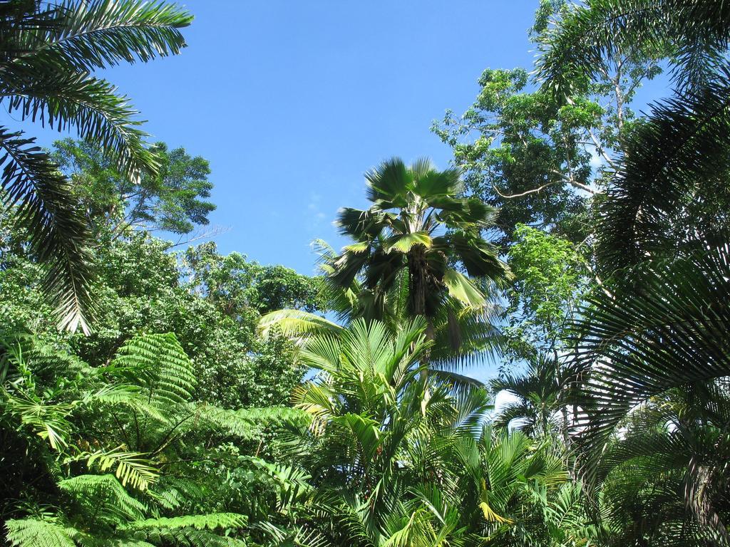 Daintree Rainforest Retreat Motel Exterior foto