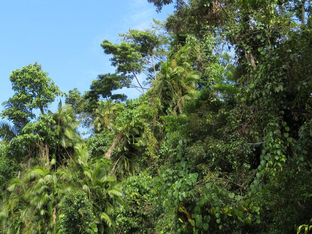 Daintree Rainforest Retreat Motel Exterior foto